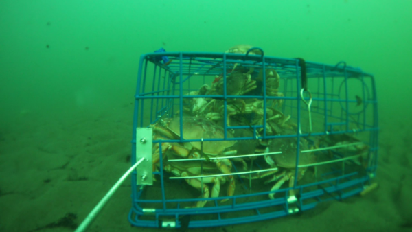 Crabs entering the Better Crab Trap